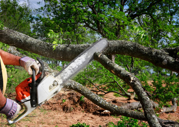 Best Utility Line Clearance  in Baxter Springs, KS